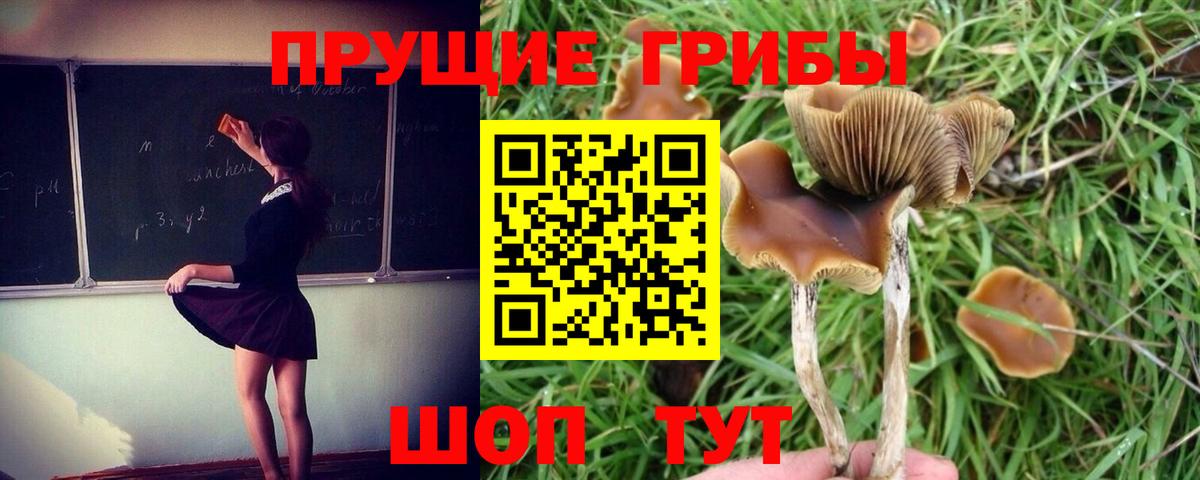 как найти   Псилоцибиновые грибы Magic Shrooms  Вход с VPN  Елабуга 